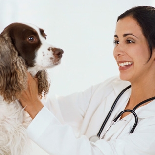 Veterinarios 兽医学